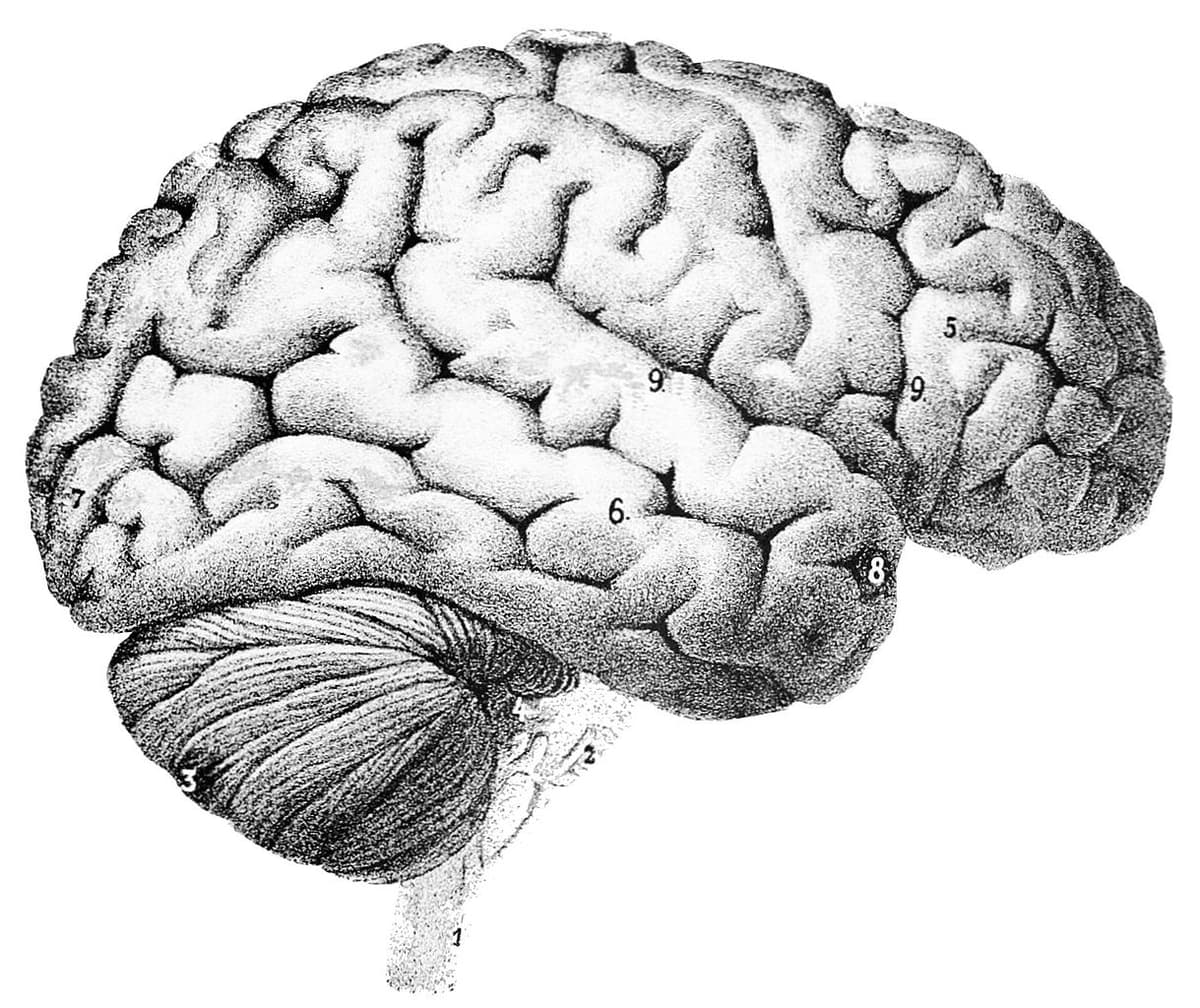 Curriculum Cross-Modal Transfer Learning for Imagined Speech Reconstruction from sEEG